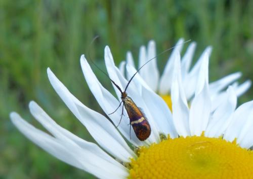 Réf. 204 478 : Adela australis
